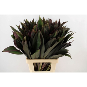 Cordyline Frut Royal Red 72cm