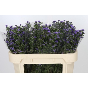 Aster Baby Blue