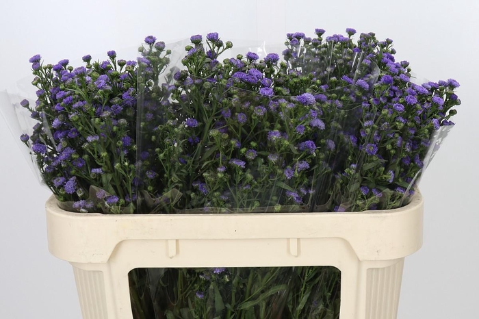 <h4>Aster Baby Blue</h4>
