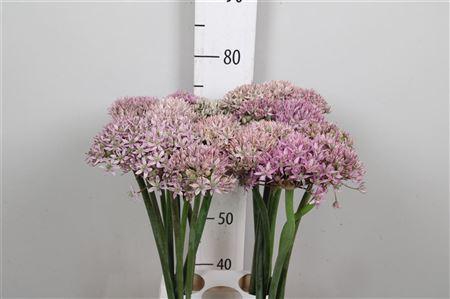 <h4>Allium Pink Jewel</h4>
