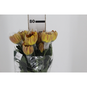 ANASTASIA DARK FUEGO 080 CM