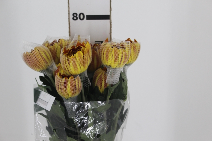 <h4>ANASTASIA DARK FUEGO 080 CM</h4>