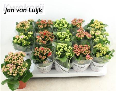 <h4>Kal Ge Gem 6 Kl</h4>