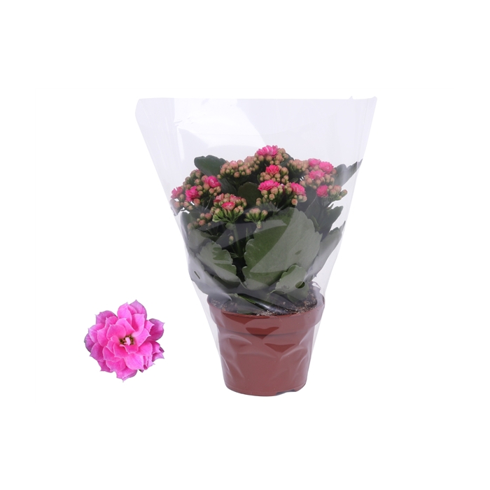 <h4>Kalanchoe Rosalina 12cm Don Nando roze, Blanco hoes</h4>