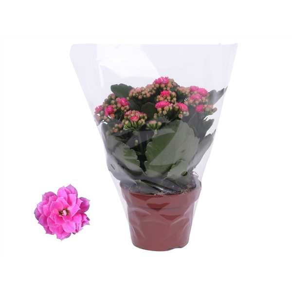 Kalanchoe Rosalina 12cm Don Nando roze, Blanco hoes