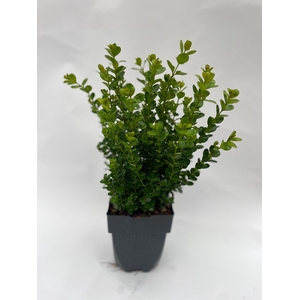 Buxus Newgen Freedom P17