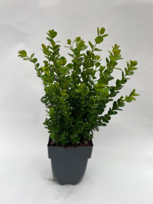 <h4>Buxus Newgen Freedom P17</h4>
