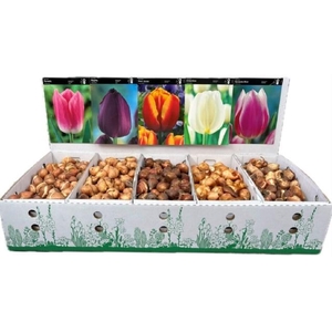 BLOEMBOL TULIPA