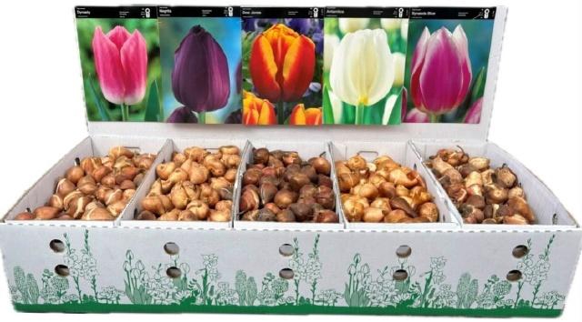 <h4>Bloembol Tulipa</h4>