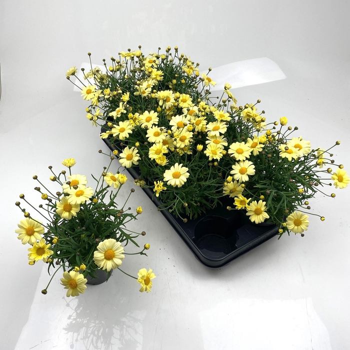 <h4>ARG LA RITA GEM</h4>