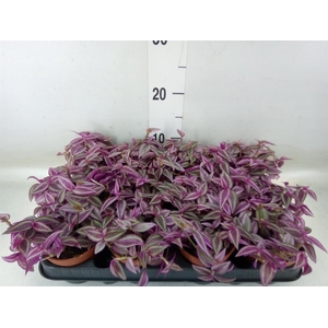 Tradescantia zebr. 'Pink Paradise'