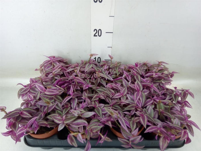 <h4>Tradescantia zebr. 'Pink Paradise'</h4>