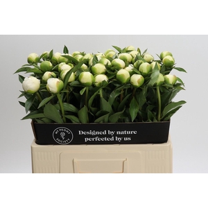 Paeonia Duchesse De Nemours