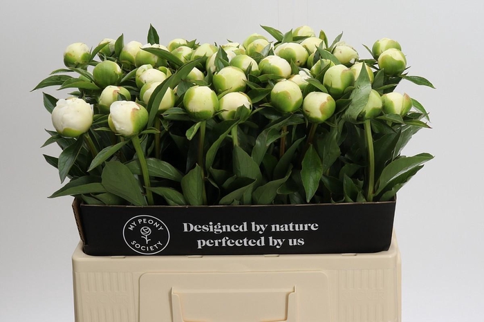 <h4>Paeonia Duchesse De Nemours</h4>