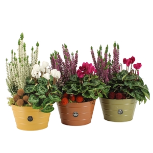 41610: Outdoor autumn arrangement