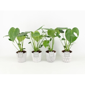 Monstera in Star Pot