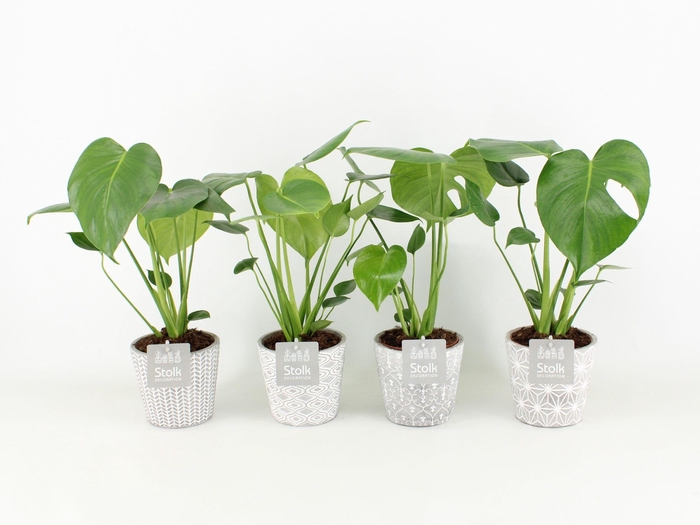 <h4>Monstera in Star Pot</h4>