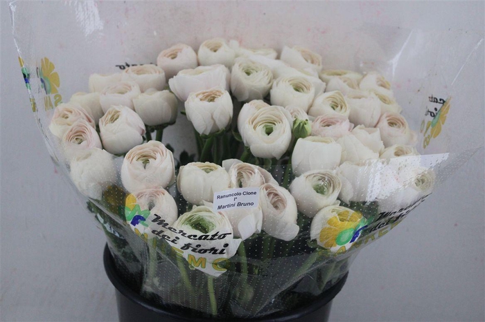 <h4>Ran Cloni Ex Hanoi</h4>