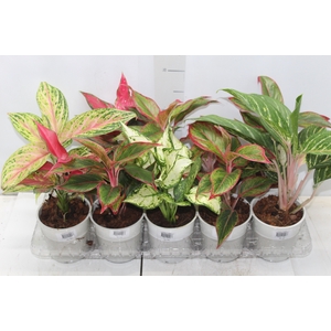AGLAONEMA VARIADA P12