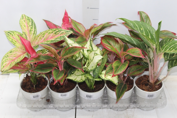 <h4>AGLAONEMA VARIADA P12</h4>