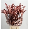 Euc. Cinerea Painted $Luxury Orange