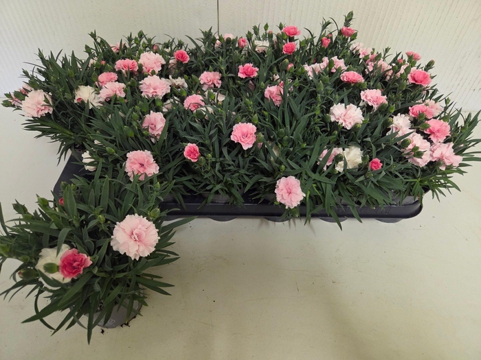 <h4>DIAN I LOVE U</h4>