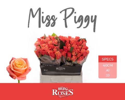 <h4>Rozen R GR Miss Piggy</h4>