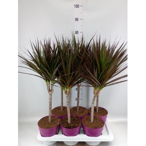 DRACAENA MARG. 'MAGENTA' ENKELE STA