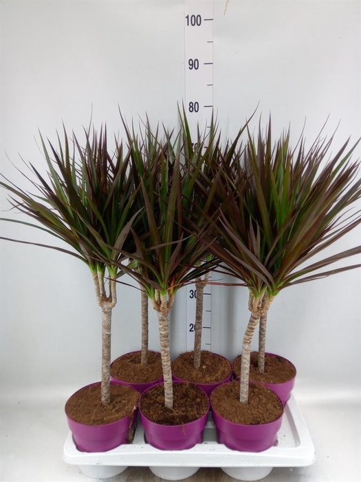 <h4>DRACAENA MARG. 'MAGENTA' ENKELE STA</h4>