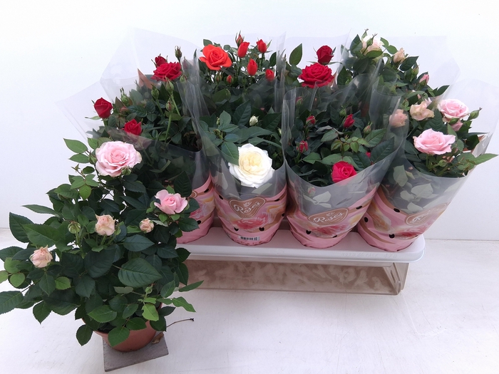 <h4>RO FAV RO GEM 5 SRT</h4>