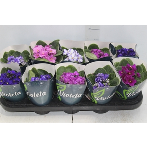 VIOLETA P11