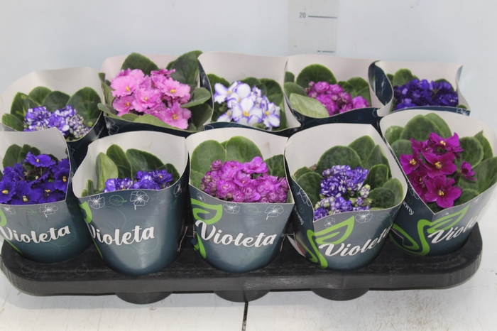 <h4>VIOLETA P11</h4>
