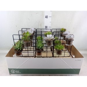 Arr.  Succulents L%