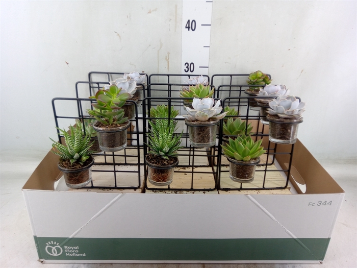 <h4>Arr.  Succulents L%</h4>