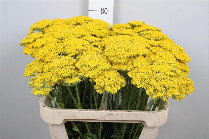 <h4>Achil F Parker Variety</h4>