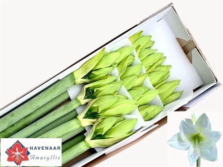 <h4>Hipp Ga Albarino</h4>