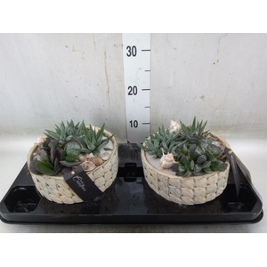 Arr.   Kamerplant Groen H%