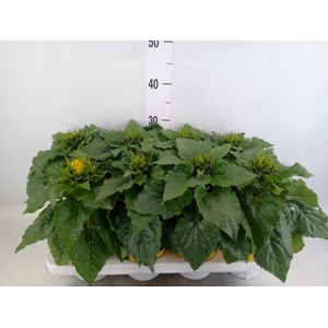 Helianthus an. 'Sunsation'