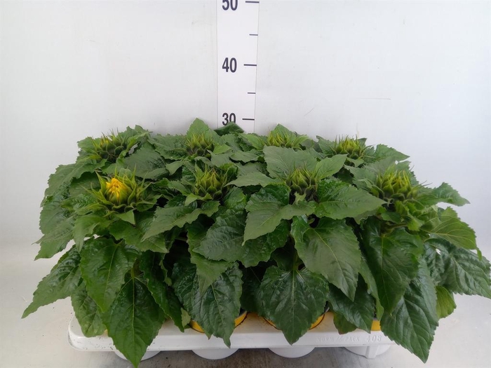 <h4>Helianthus an. 'Sunsation'</h4>