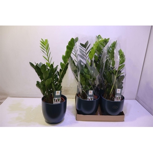 Arr Zamio Zamiifolia In Keramiek