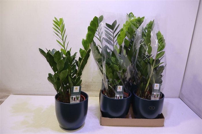 <h4>arr8 Arr Zamio Zamiifolia In Keramiek</h4>