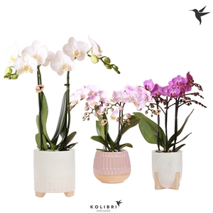 Kolibri Orchids Phalaenopsis mix 2 spike in Desert pot mix