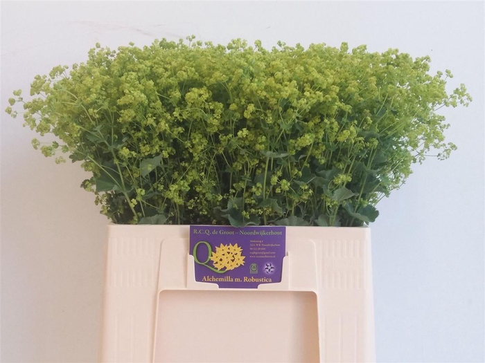 <h4>Alchemilla mollis 'Robustica'</h4>