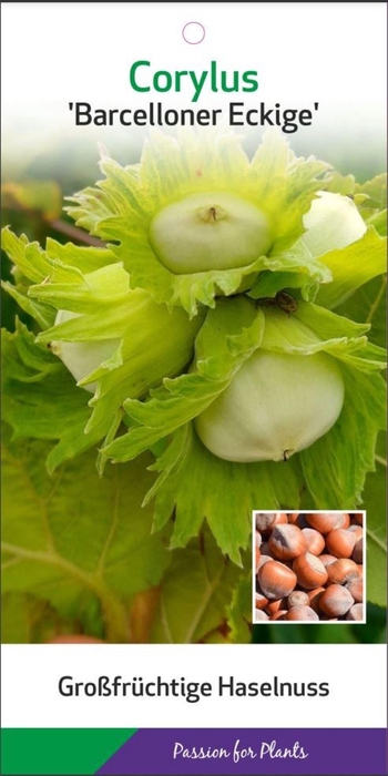 Corylus