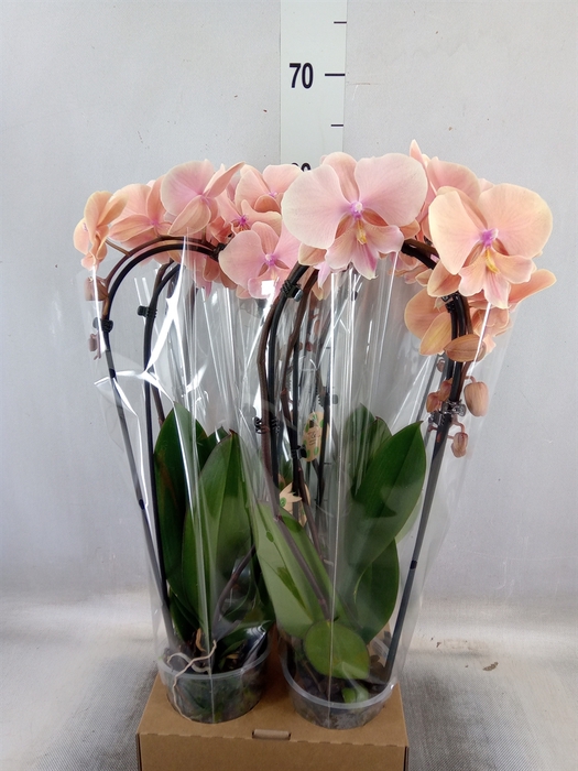 <h4>Phalaenopsis  'Elegant Cascade'</h4>