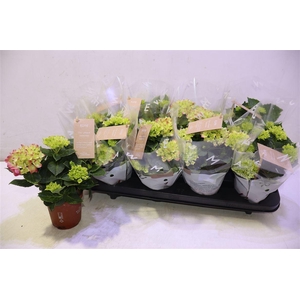 arr8 Hydr M Tabletensia