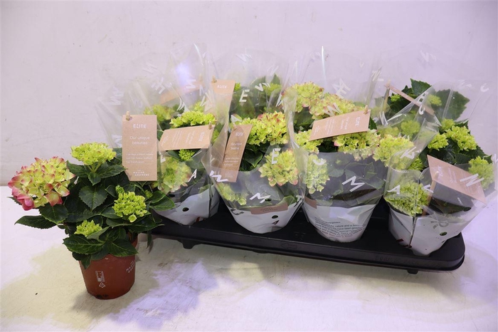 <h4>Hydr M Tabletensia</h4>