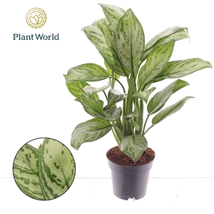 Aglaonema Maria Christina (Decorum)