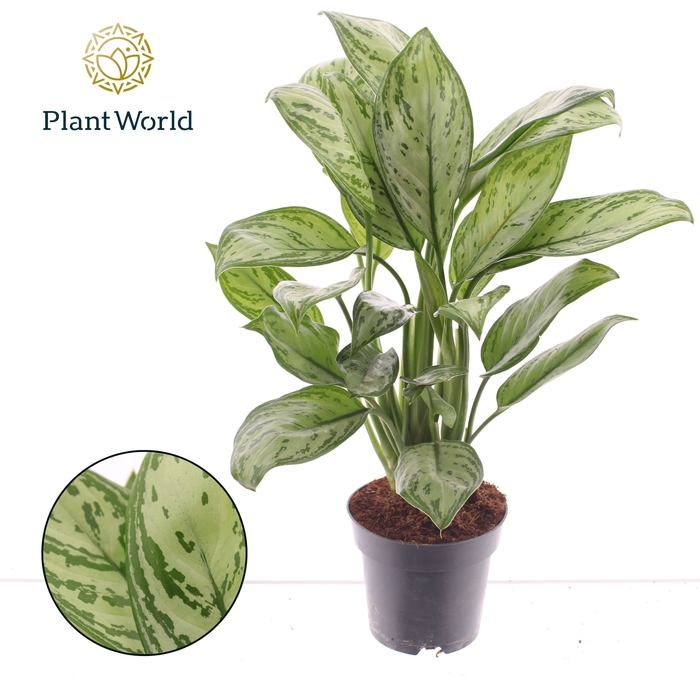 <h4>Aglaonema Maria Christina (Decorum)</h4>
