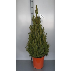 PICEA GL CONICA